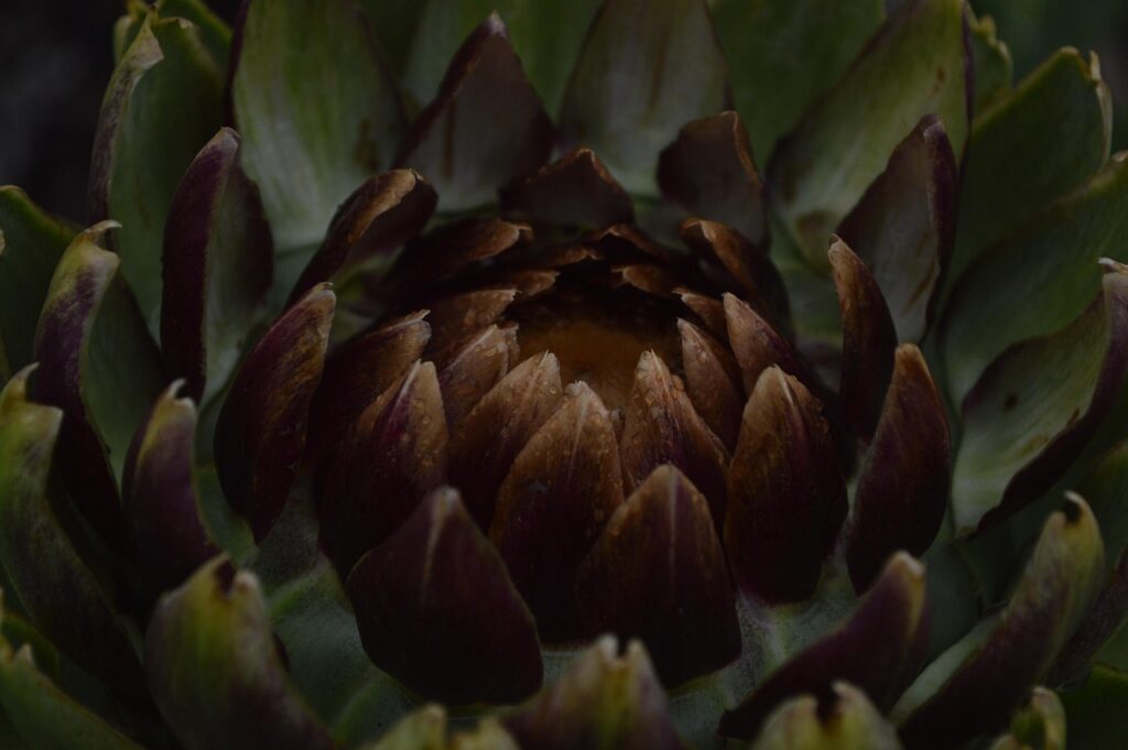 Marché de Campo de' Fiori : visite gourmande 6 piazza morning shopper selecting artichokes fresh
