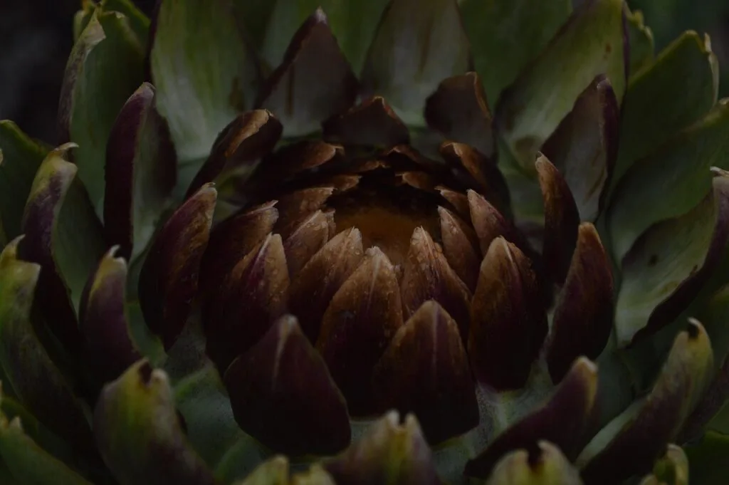 Gros plan d'un artichaut violet-vert aux feuilles serrées